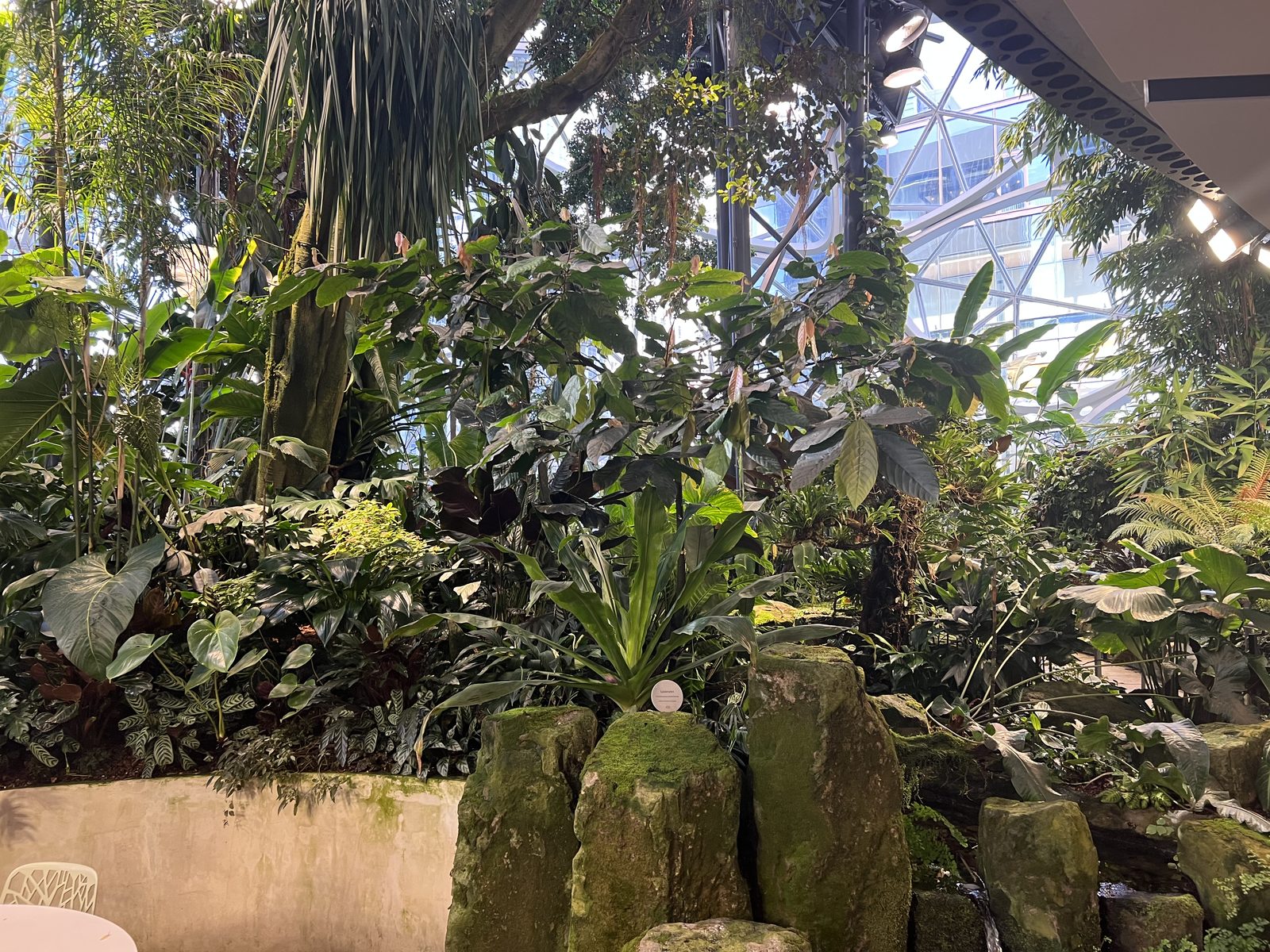 Planted bed, mossed stones and ferns inside the Spheres