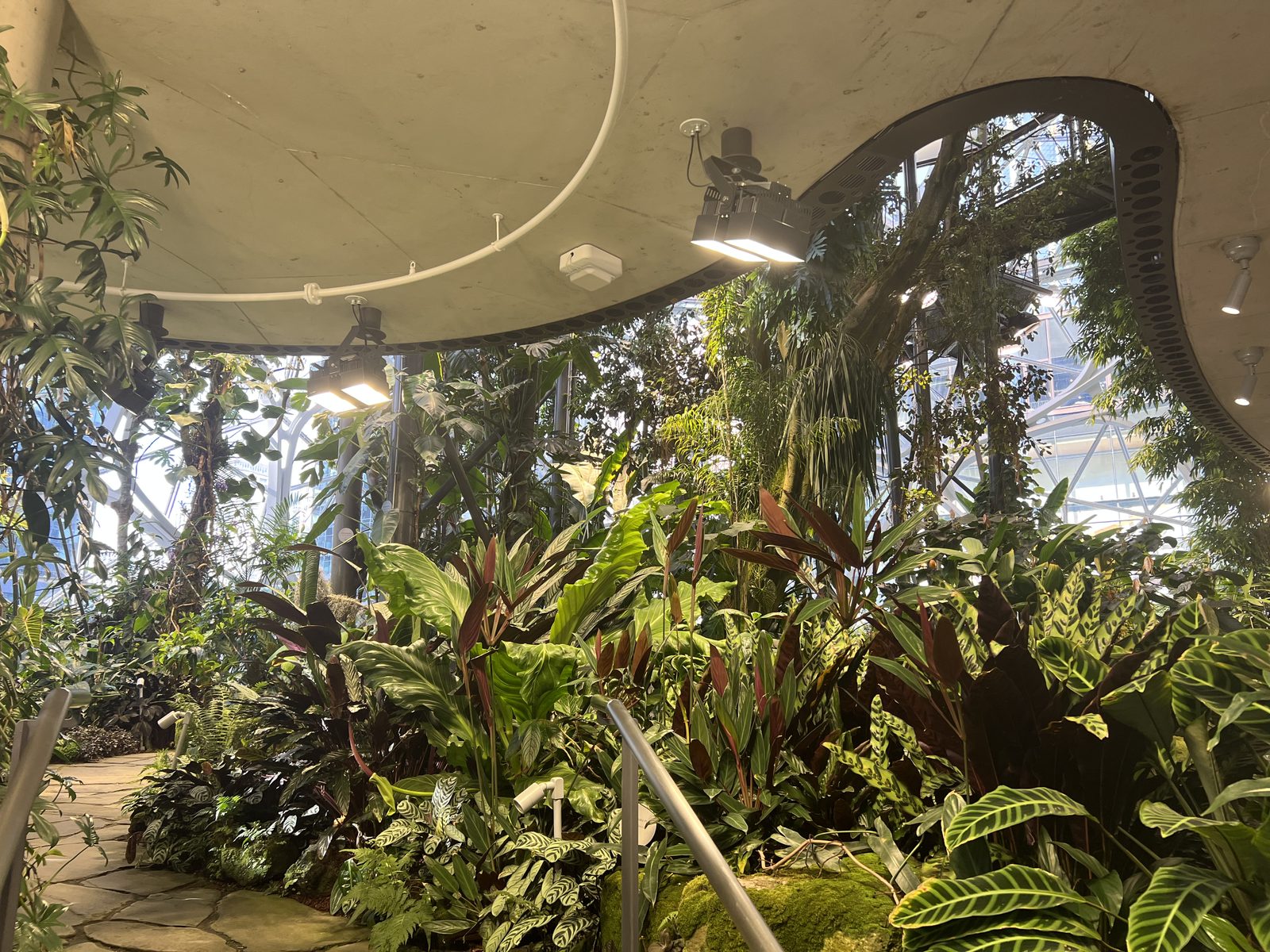 Interior planting and tree canopy of the Amazon Spheres
